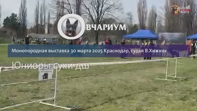 ЮНИОРЫ СУКИ ДШ / КЧК КРАСНОДАР 30 марта`25 В.Хижняк Моно немецких овчарок