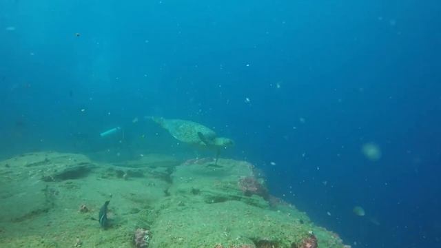 Galapagos cruise diving 2021 смотреть онлайн
