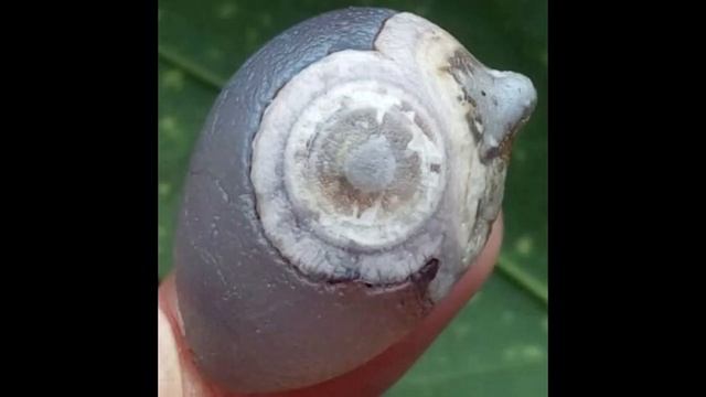 Пустыня Гоби. Минералогические изыски. Агаты Гоби.