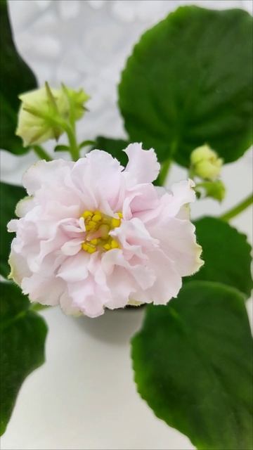 Фиалка РМ-Розовые Маки спорт