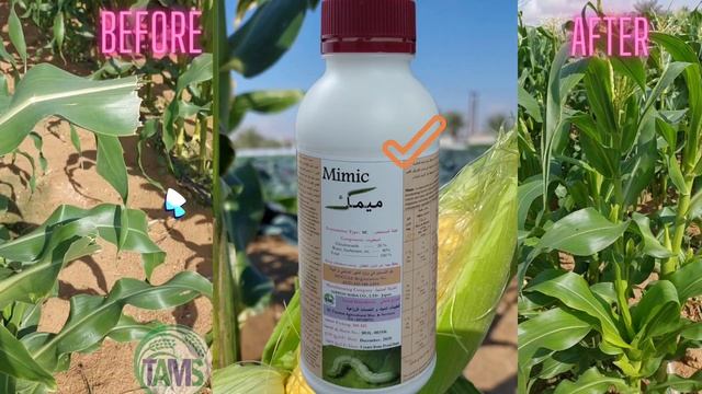 #AgriculturalCrops"Ostrinia"disease Well skill medicine Mimic.Tuta adsoluta Eudemis gyrotis Plutell смотреть онлайн