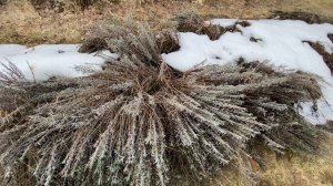 Состояние лаванды после зимы и что нужно сделать с ней в конце лета для избежания поломки ветвей