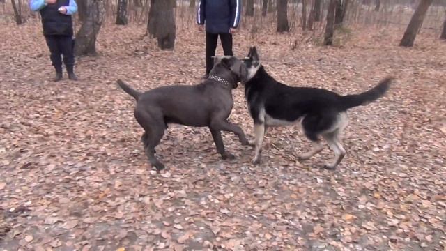 Парк Юбилейчик (четвероногая тусовка) смотреть онлайн