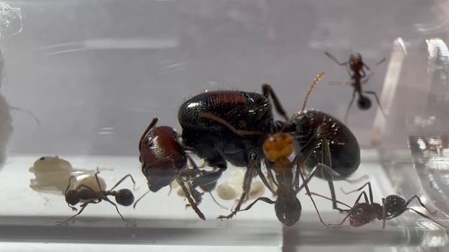 Messor Cephalotes #02 Une bonne et une mauvaise nouvelle смотреть онлайн