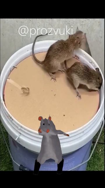 Мышеловка #мышеловка #мем #крыса
