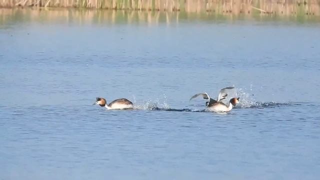 № 1446 24 06 2021 Чомги на озере смотреть онлайн