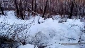 Охота на медведя зимой с лайками