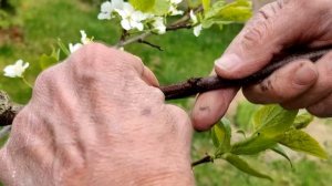 Улучшенная копулировка плодовых деревьев. Когда? Результаты прививок