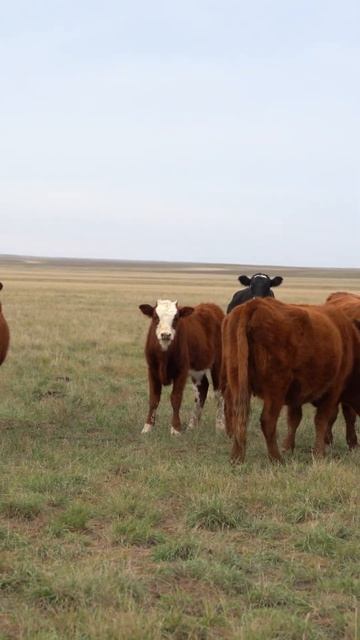 Какую породу скота выбрать для суровых условий? #скотоводство смотреть онлайн
