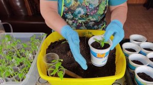 31.03.2025 г. Пересадка высокорослых томатов