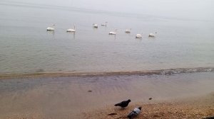 Лебеди Птицы море