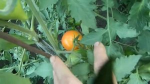 Томат Гордость Марины. Созревание плодов.