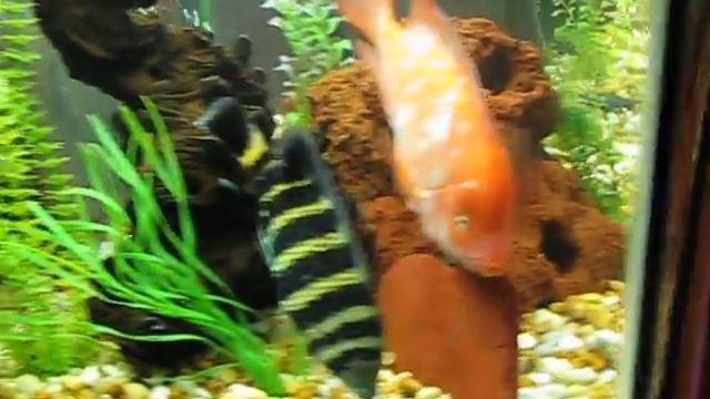 My 220 Gallon Fish Tank (Arowana and South American Cichlids) смотреть онлайн