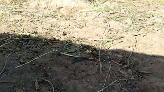 Жизнь кроликов в новом вольере.