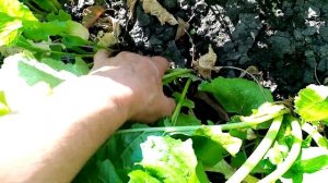 Как растёт ТУРНЕПС и РЕПА посаженная в Июле для Зимнего УПОТРЕБЛЕНИЯ!!! 👍👍👍.   23 сентября 2023💖🙂.