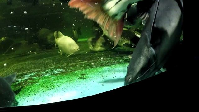 Three TSN x RTC hybrid catfish, tiger shovelnose x red tail, 1 year old 1.5', two 5 year olds 3' смотреть онлайн