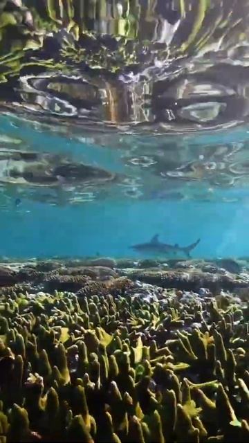 Swimming on Ningaloo Reef with a black tip reef shark 🦈 смотреть онлайн