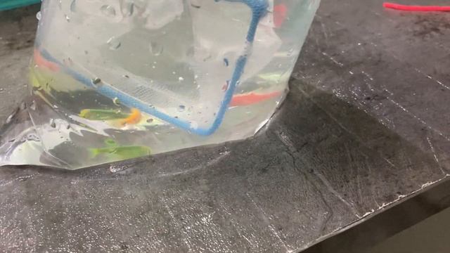 Best tank mates for betta fish- cherry shrimp & zebra danio fish in aquarium with betta & neon tetr смотреть онлайн