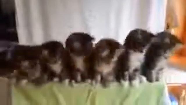 Коты танцуют под музыку! Котосмех