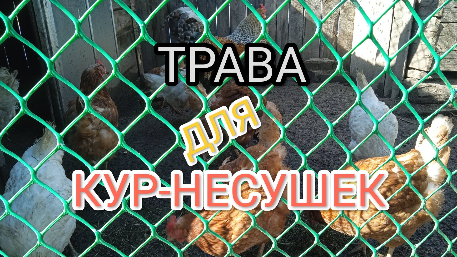 Куры-несушки Можно ли им давать прошлогоднюю траву из под снега смотреть онлайн