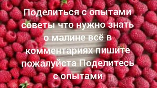 Малина с нуля смотреть онлайн