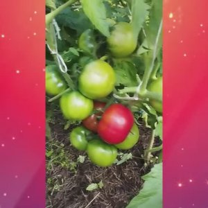 Томаты, устойчивые к фитофторе