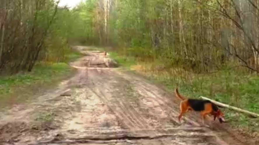 Русские гончие ч.п/ч Сигнал (Плакуня) и Майя 11 мес. вл. Шатров В.А.#охота с гончей##топ #hunting смотреть онлайн
