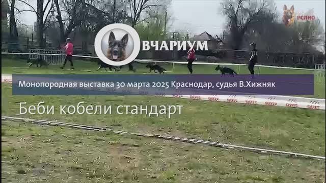 БЕБИ КОБЕЛИ 2 / КЧК КРАСНОДАР 30 марта`25 В.Хижняк Моно немецких овчарок
