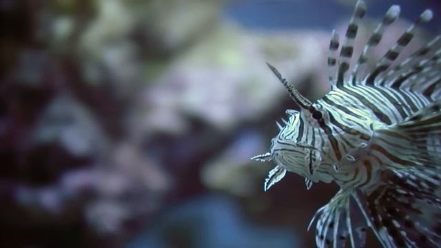 Underwater Predators | Race of Life | Episode 10 | Free Documentary Nature смотреть онлайн