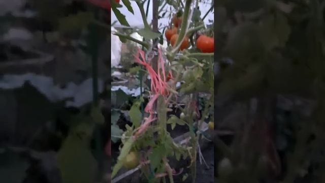 Томаты в открытом грунте. Обзор одной грядки. смотреть онлайн