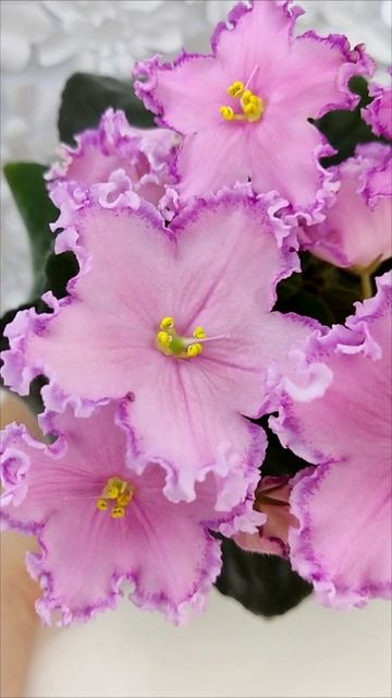 Фиалка Nik-Хмельное Лето