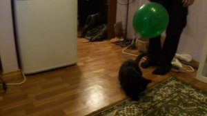 Кот и воздушный шарик