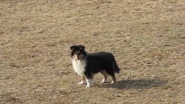 COLLIE rough VECTRA Actis- gdzie jest motylek? (cz2) смотреть онлайн