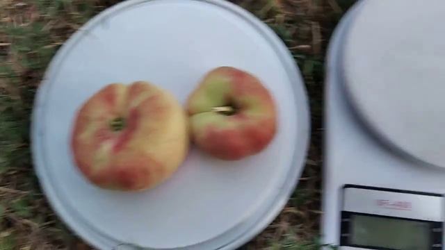 Персик інжирний Сатурн. смотреть онлайн