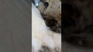 Стрижка овец машинкой