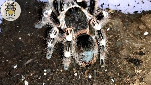 Retirando ovisaco de tarántula gigante de rodillas blancas (Acanthoscurria geniculata) смотреть онлайн