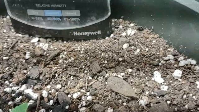 1 week old chempie photoperiod . 2x2 grow tent.. closet grow..budget grower смотреть онлайн