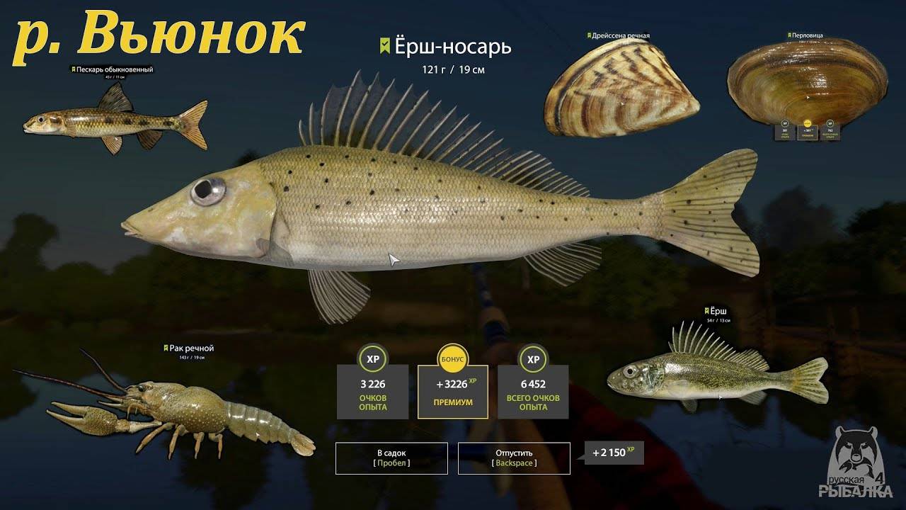 Русская рыбалка 4 р. Вьюнок Ёрш-носарь смотреть онлайн