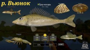 Русская рыбалка 4 р. Вьюнок  Ёрш-носарь