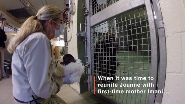 Gorilla Joanne Turns Five смотреть онлайн