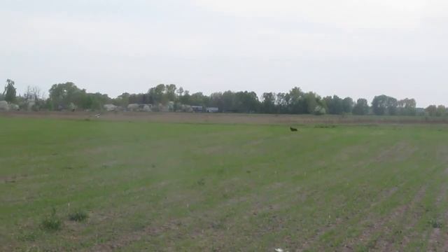 Бетти и аист смотреть онлайн