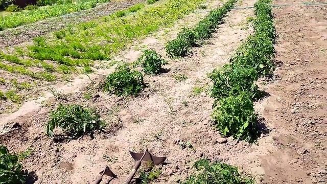 Працюємо в селі. Боротьба з бур'янами і з жуком. смотреть онлайн