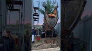 Пересадка больших сосен