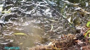 нерест плотвы