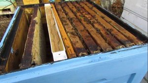 как улучшить весеннее развитие пчел - часть 4 , уменьшаю улочку до 8 мм между сотами