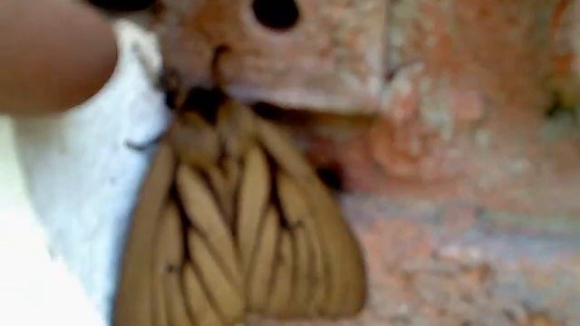 mariposa odnako смотреть онлайн