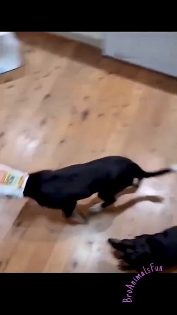 Он просто пошёл с пакетом на голове 😂 Funny Dogs 🐕 #shorts смотреть онлайн