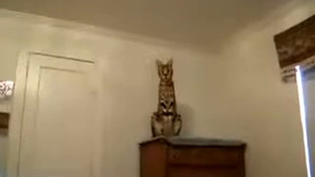 Красивая кошечка смотреть онлайн