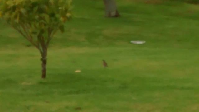 ULILI E BIRD IN MY BACK YARD #4 смотреть онлайн