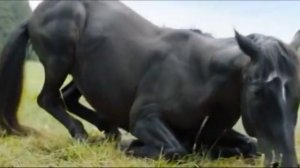 Туктап колды
video_3345855354294.mp4